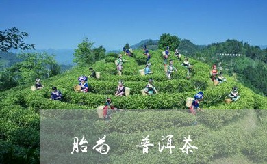 胎菊 普洱茶/2023042787957